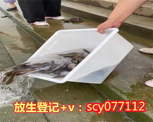 漳州捕捞放生鱼（漳州