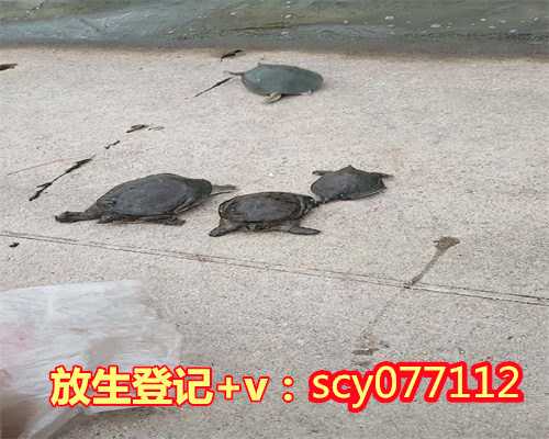 贵州放生后消业障的表现,贵州哪里放生乌龟最合适,贵州什么动物适合放生